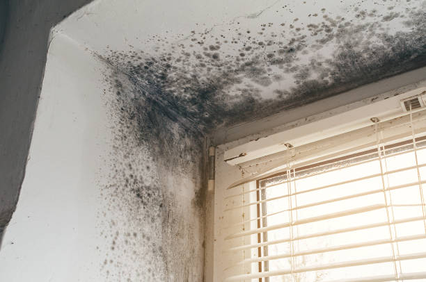 Trusted Crawl Space Mold Removal service in Jacksonville, FL - Cheap Mold Removal